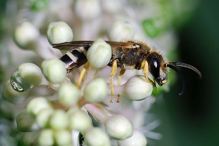 maschi di Halictus scabiosae